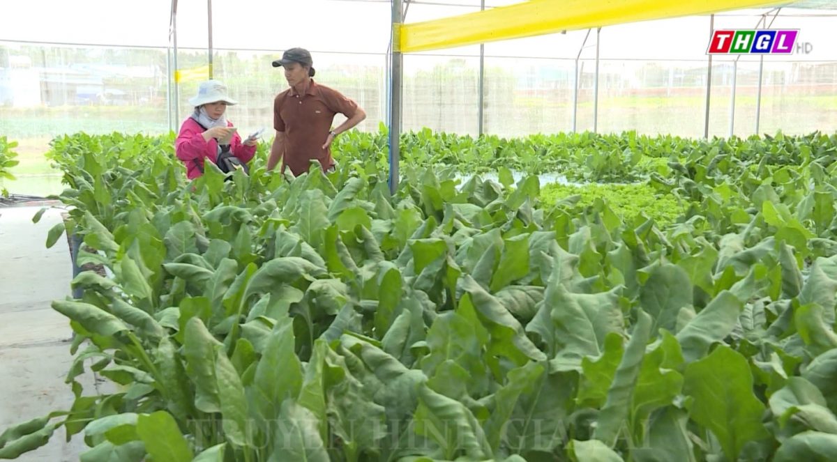 Gia Lai xây dựng 100 ha rau, hoa theo tiêu chuẩn VietGAP, Organic