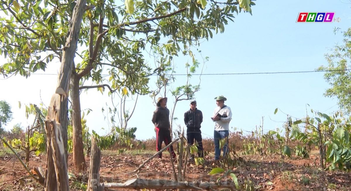 Xung quanh vụ chặt phá hơn 1000 cây cà phê tại Đak Đoa