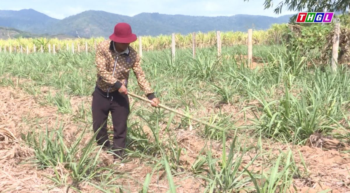 Anh Đinh Văn Thịnh – Ứng dụng công nghệ trong trồng trọt trên cánh đồng mẫu lớn để thoát nghèo