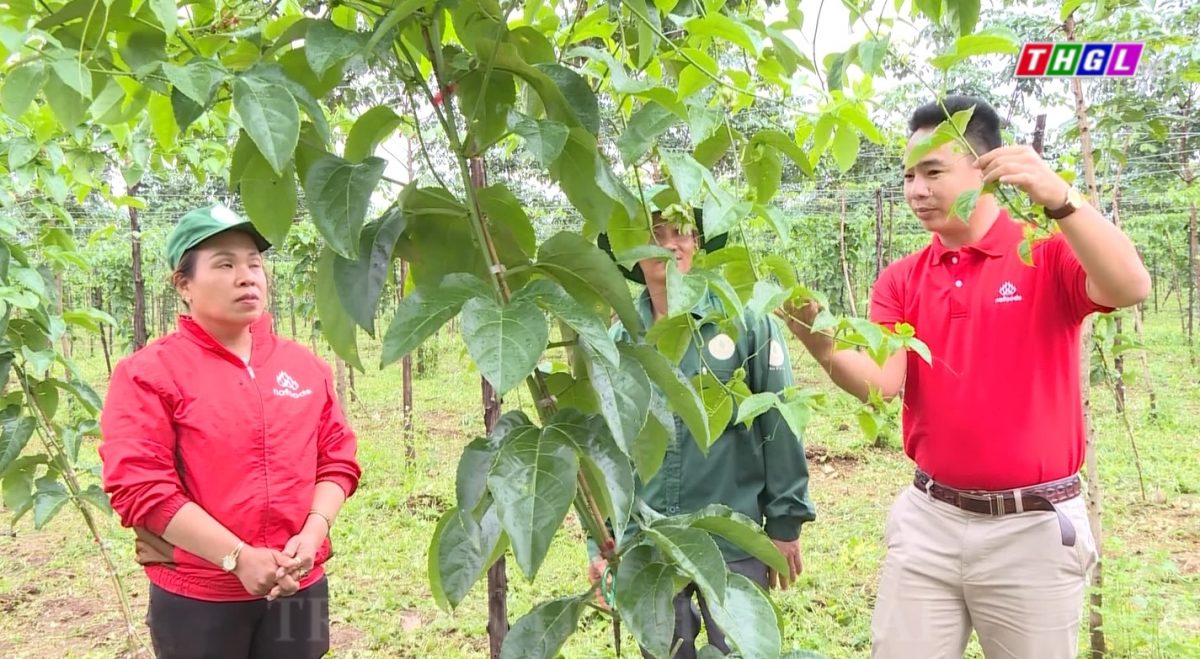 Nông dân Ia Grai tăng cường liên kết để tìm đầu ra ổn định cho sản phẩm