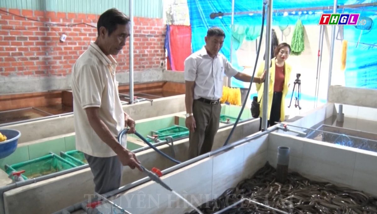 Thị xã An Khê đẩy mạnh chuyển đổi cơ cấu cây trồng, vật nuôi