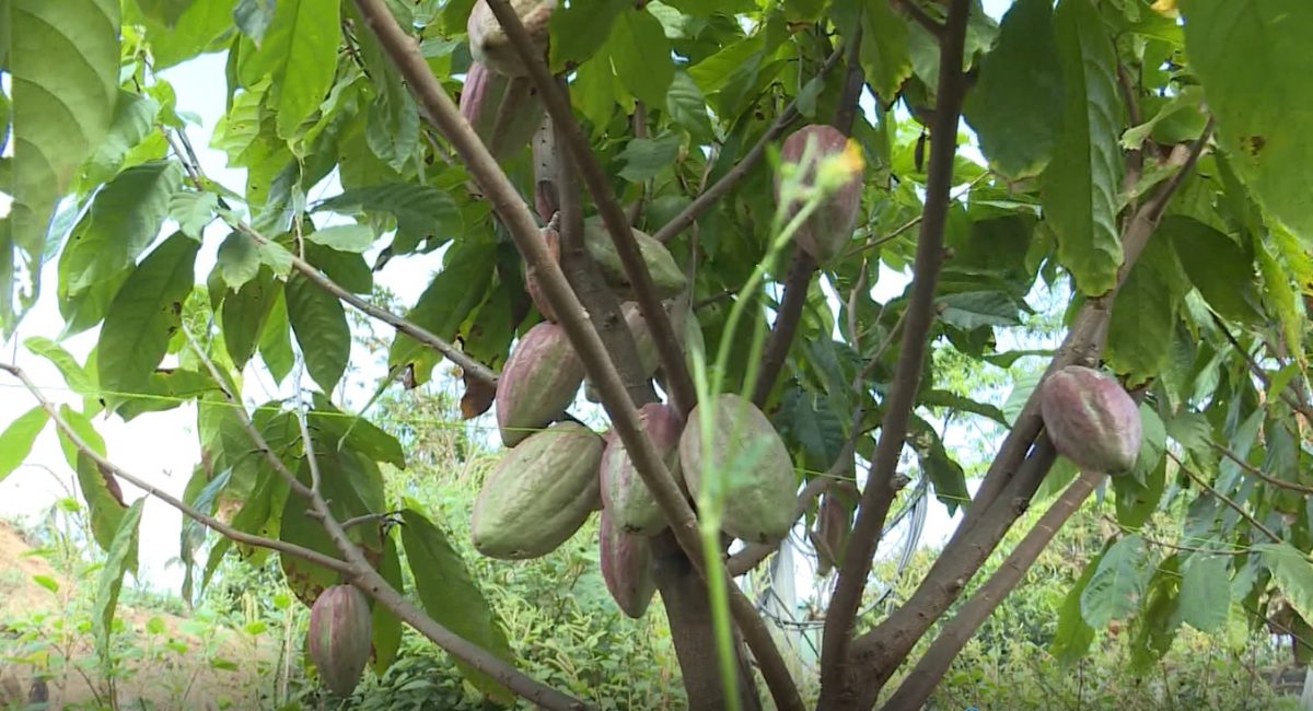 Cây ca cao trên đất Pờ Tó