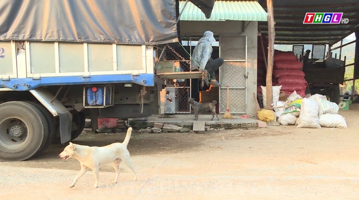 Cần có biện pháp quyết liệt xử lý nạn thả rông chó để phòng bệnh dại và tai nạn thương tích