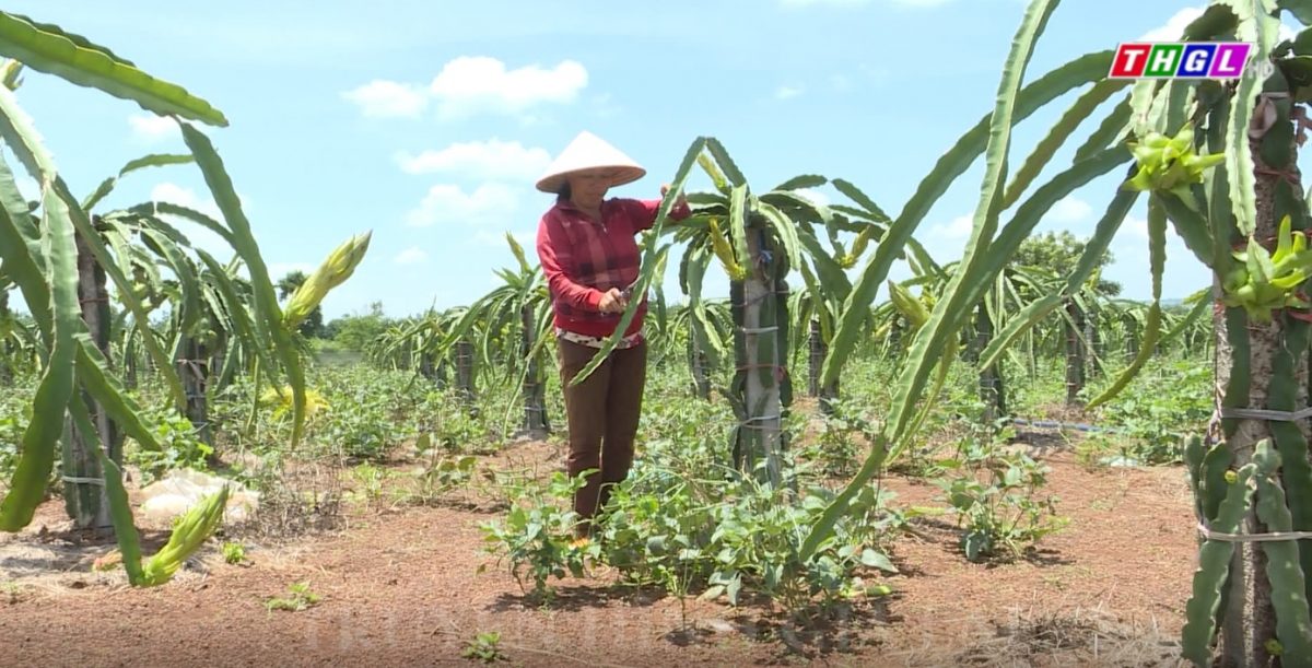 Chư Sê đẩy mạnh ứng dụng công nghệ cao trong sản xuất nông nghiệp