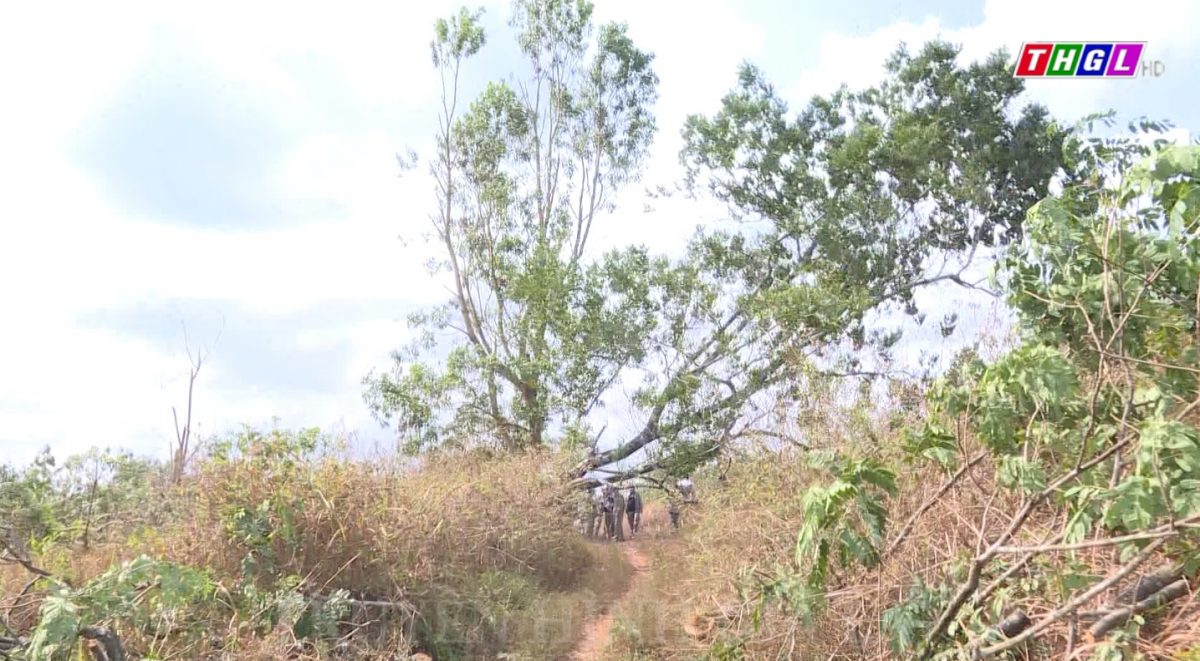 UBND TP. Pleiku tổ chức cưỡng chế thu hồi đất đối với ông Tưởng Tín