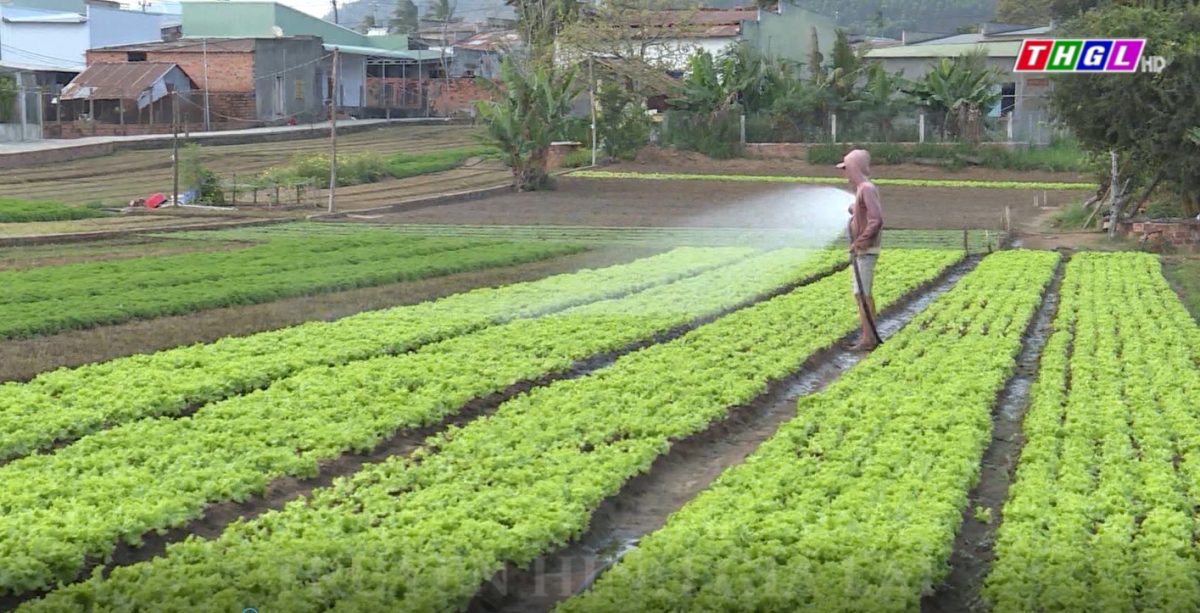 Huyện Đak Pơ mở rộng và phát triển diện tích vùng rau an toàn đến năm 2030 đạt 500 ha