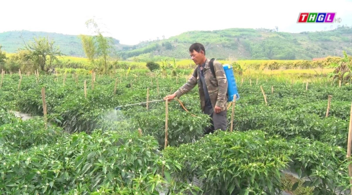 Giá ớt tăng cao, người dân phấn khởi