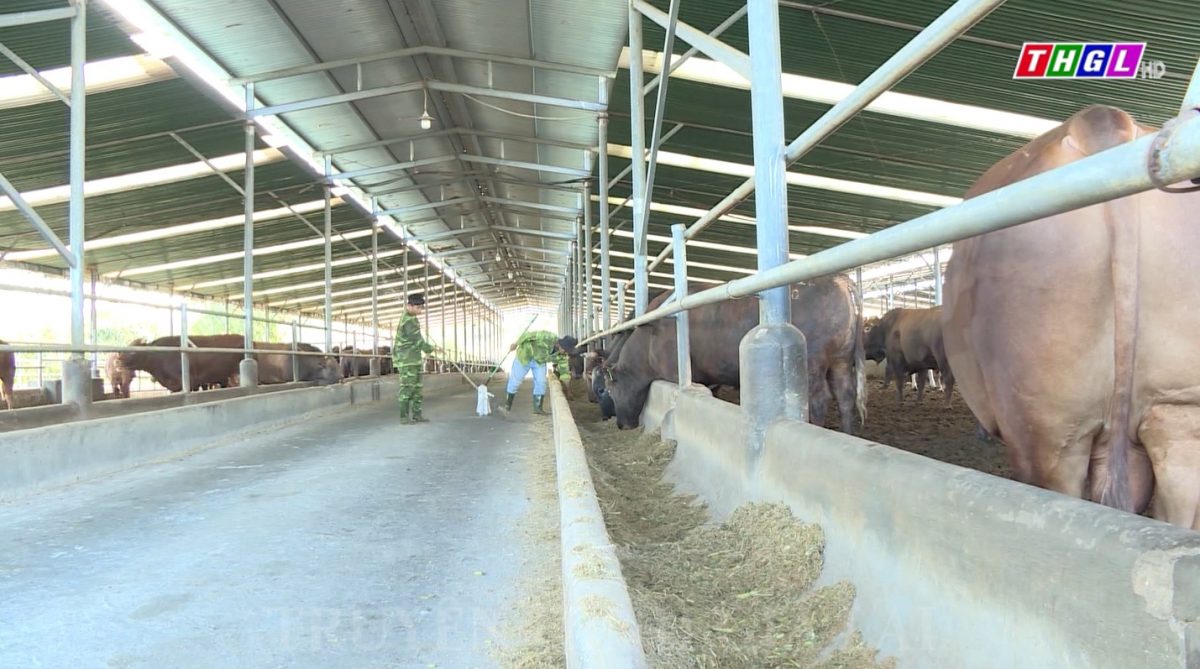 Hiệu quả từ thu hút đầu tư tại huyện Kông Chro