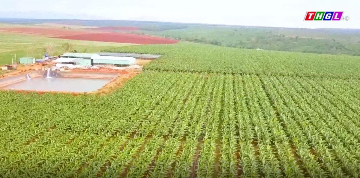 Kim ngạch nhập khẩu của Gia Lai giảm chủ yếu do lượng nông sản nhập từ Campuchia giảm mạnh