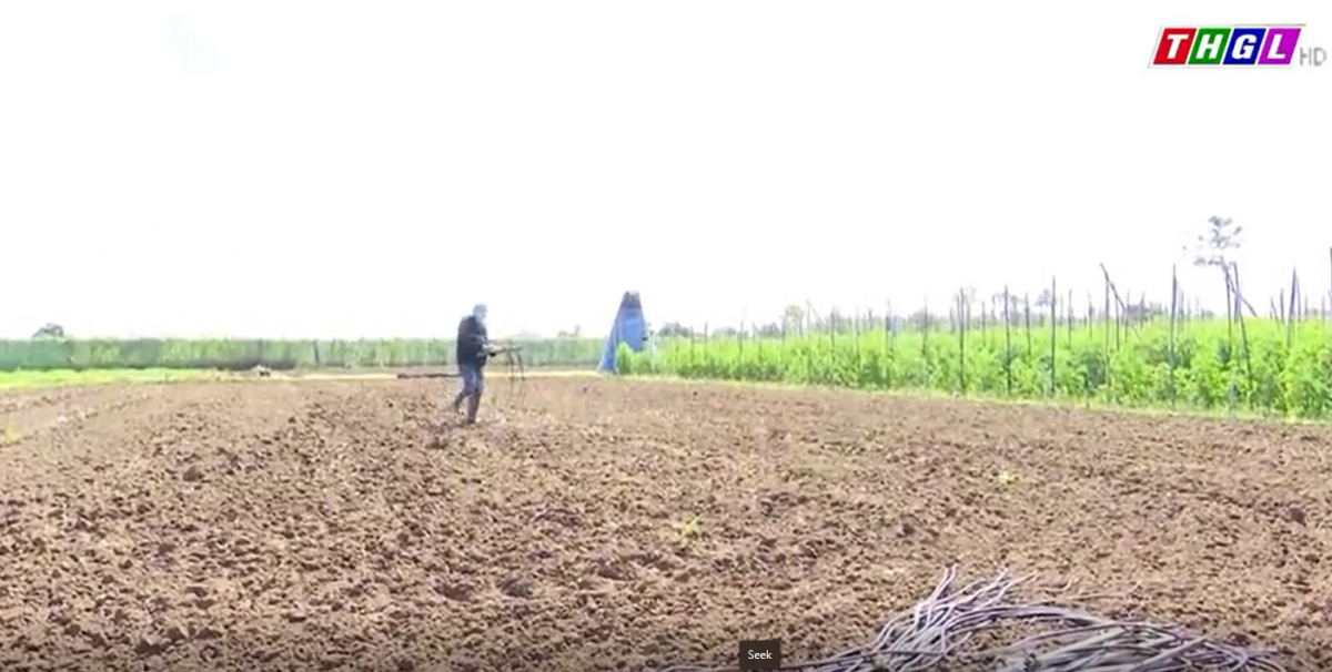 Kế hoạch chuyển đổi cơ cấu cây trồng trên đất trồng lúa tại Gia Lai trong năm 2023