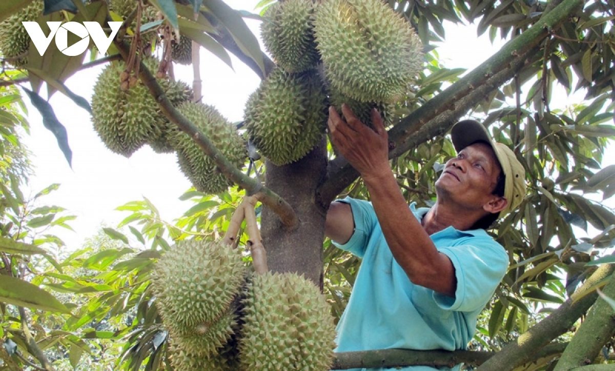 Lâm Đồng khuyến cao nông dân không tự phát mở rộng diện tích sầu riêng