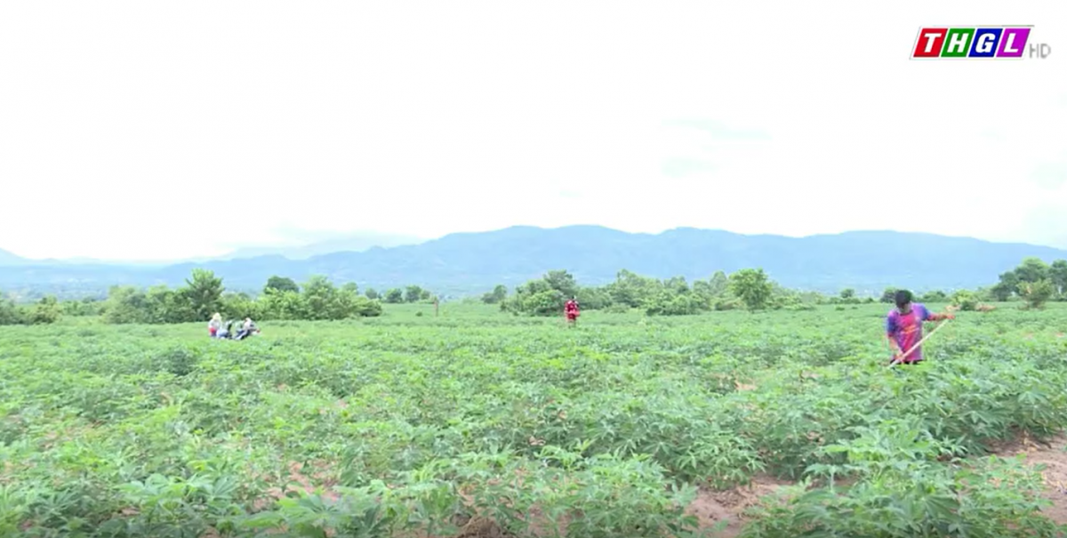 Năm 2023, huyện Krông Pa phấn đấu mở rộng diện tích mỳ được trồng bằng giống sạch bệnh lên  khoảng 270 ha