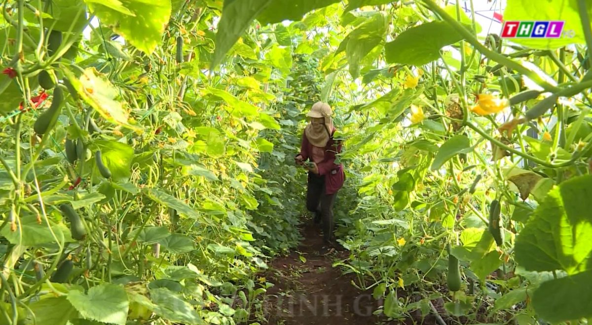 Hội viên, phụ nữ Gia Lai trồng mới hơn 5 km con đường hoa và gần 240 vườn rau xanh, cây ăn trái