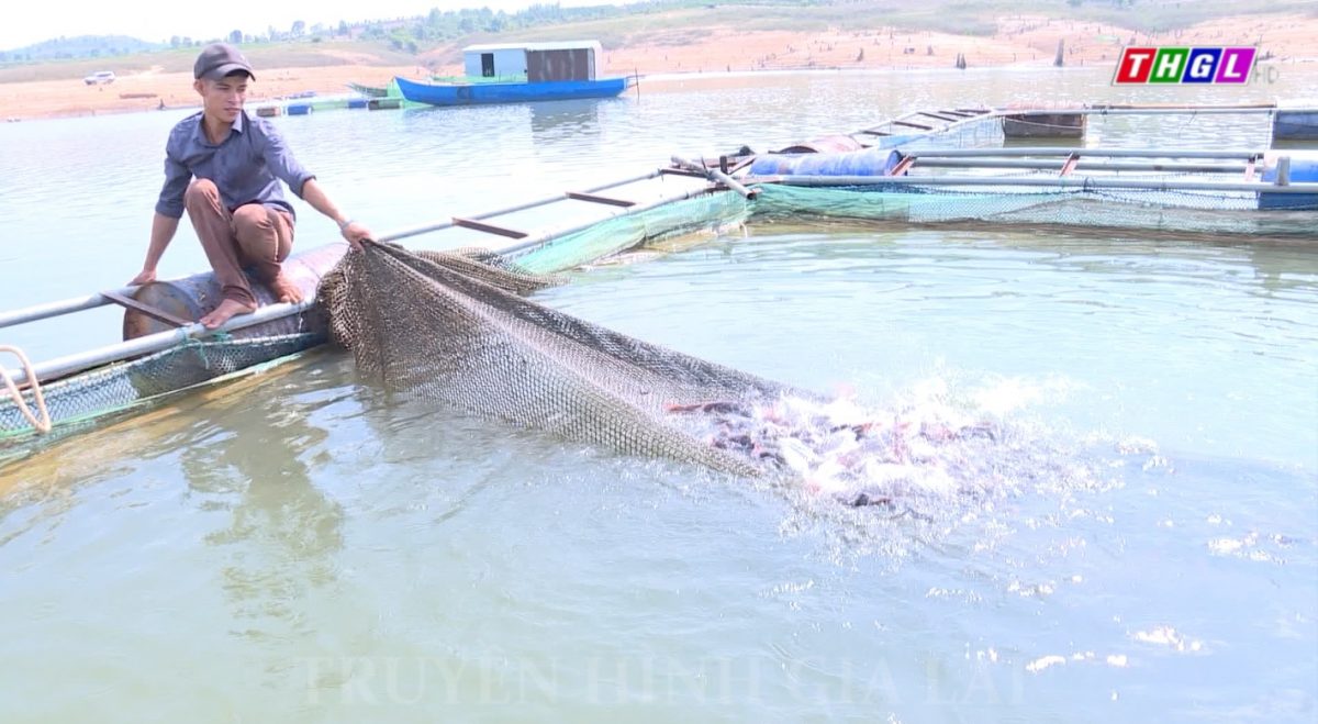 Huyện Kbang có trên 3.300 ha diện tích nuôi trồng thủy sản