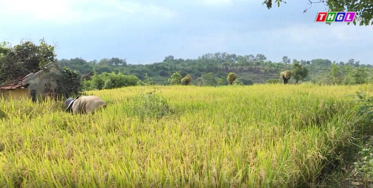 Tiếp tục đổi mới, phát triển và nâng cao hiệu quả kinh tế tập thể trong giai đoạn mới