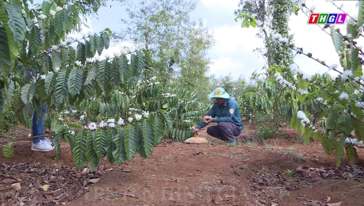 Ứng dụng công nghệ tưới tiết kiệm: Giải pháp đảm bảo nước tưới cho cây trồng trong mùa khô