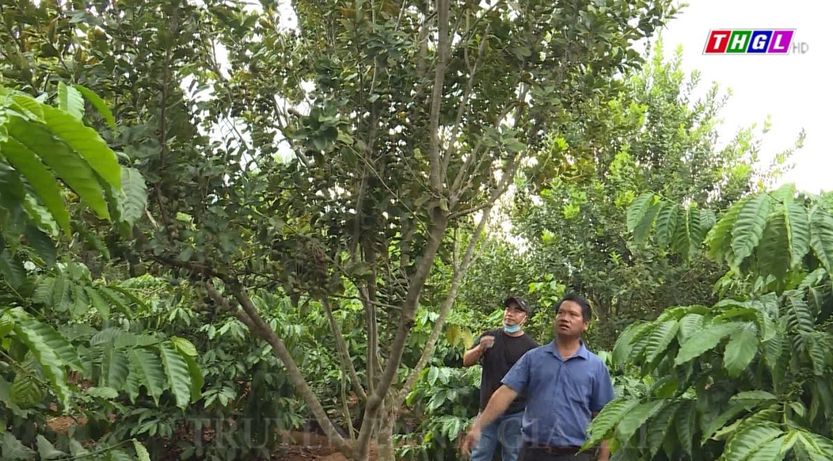 Gia Lai đang thực hiện 10 dự án thuộc Chương trình nông thôn miền núi