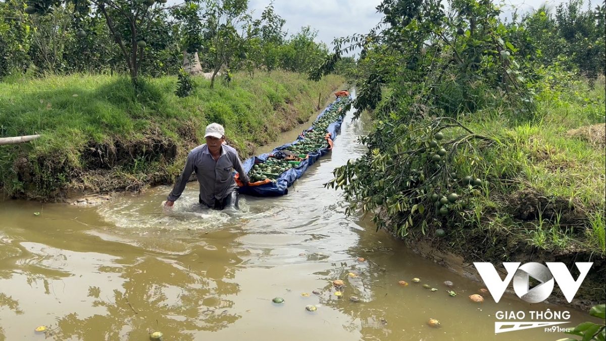 Tìm lời giải cho cây trồng chủ lực nhanh hết thời