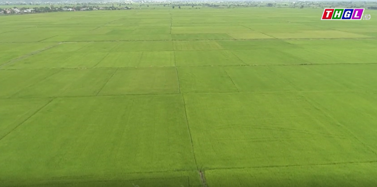 Phú Thiện chủ động điều tiết nguồn nước tưới cho cây lúa nước