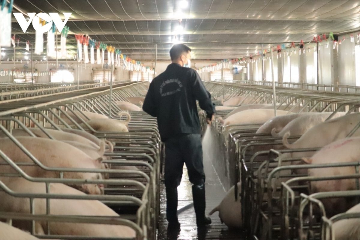 Gia Lai tăng cường kiểm tra, giám sát các dự án chăn nuôi quy mô lớn