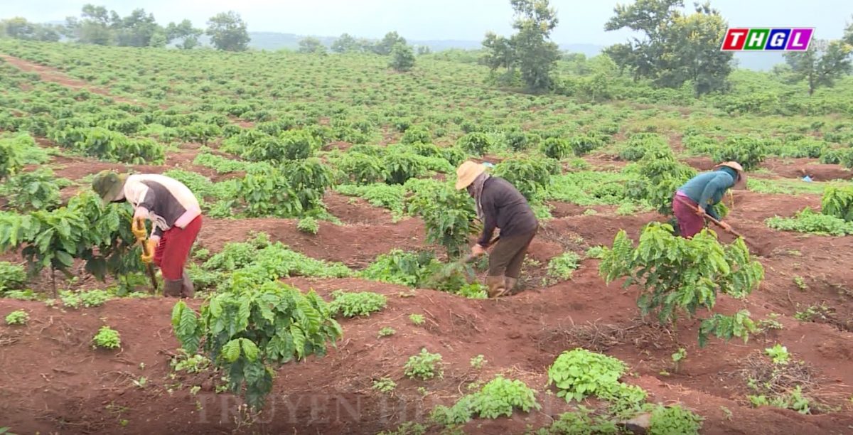 Huyện Chư Sê có gần 500 hộ dân đăng ký Chương trình tái canh cà phê