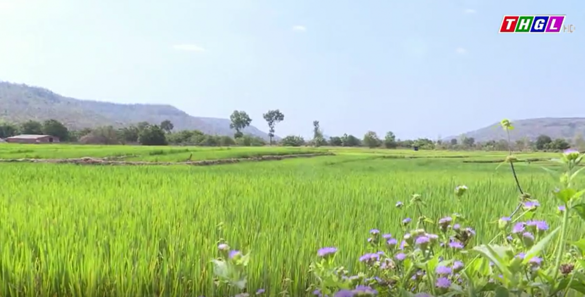 Huyện Chư Sê tăng cường công tác phòng, trừ sinh vật hại cây trồng