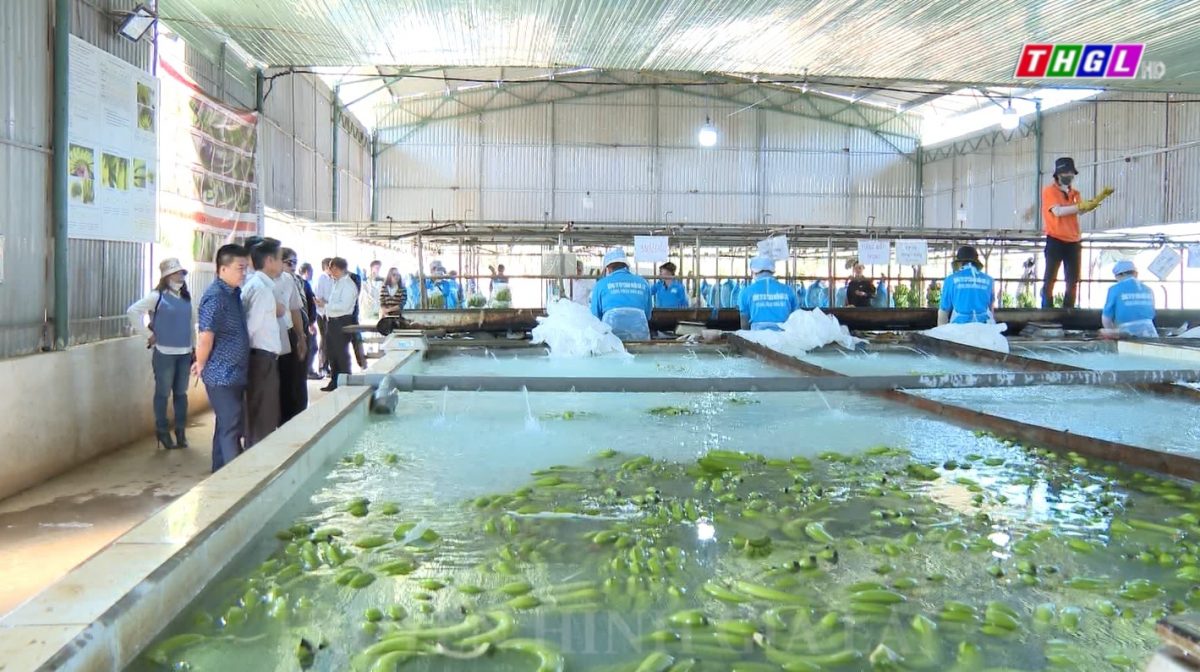 Công ty Hoàng Anh Gia Lai mỗi ngày thu được gần 10 tỷ đồng tiền bán chuối