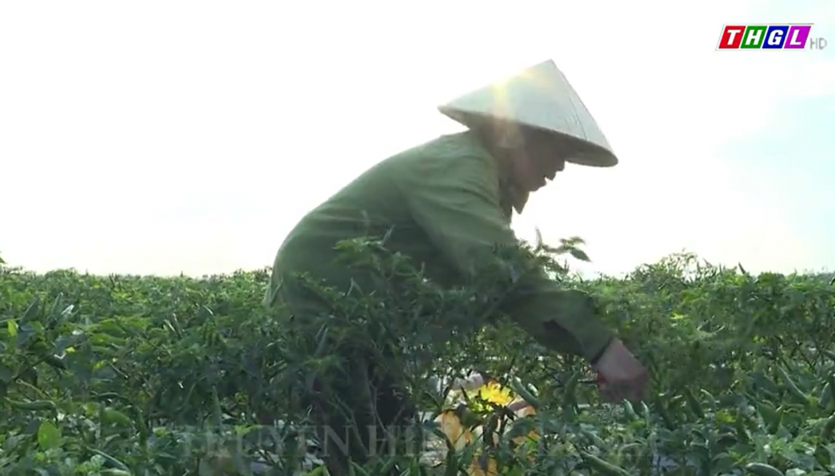 Nông dân Đak Pơ thu nhập khá nhờ giá ớt tăng cao