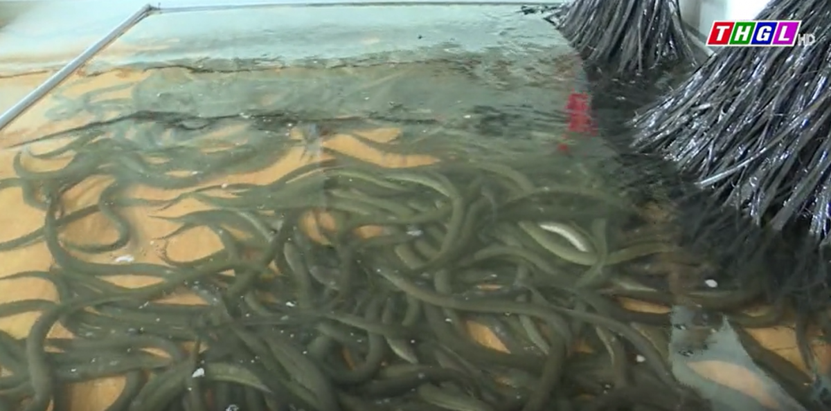 Triển vọng mô hình nuôi lươn không bùn