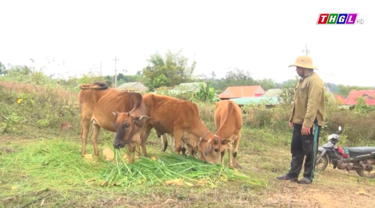 Nhiều nông dân người DTTS ở xã Đăk Smar vượt khó vươn lên phát triển kinh tế