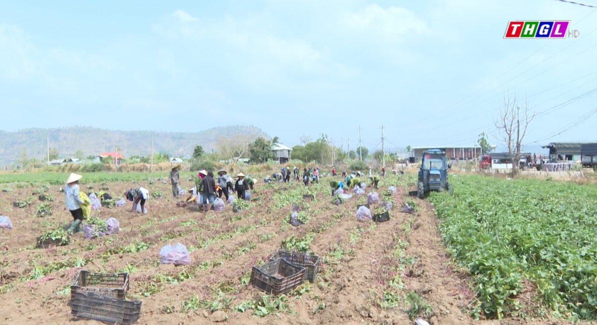 HTX Nông sản an toàn Phú Thiện hình thành chuỗi liên kết và bao tiêu sản phẩm