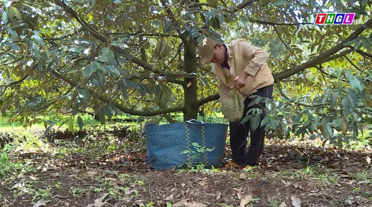 Đừng để sầu riêng biến thành “sầu chung”