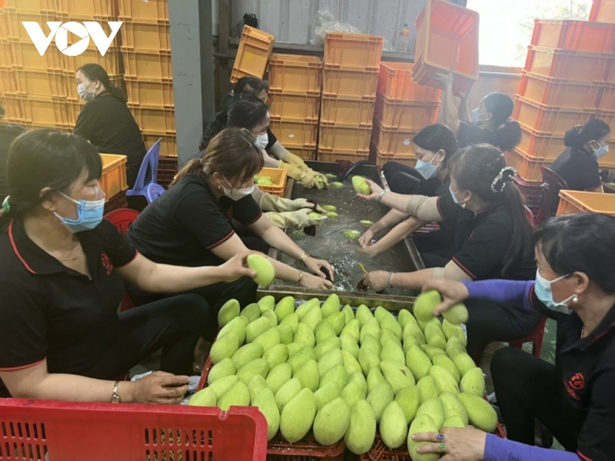 Xuất khẩu sang thị trường Trung Quốc – cần chủ động và linh hoạt