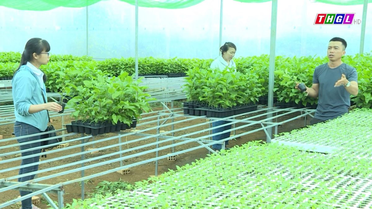 Nông dân Chư Păh ứng dụng công nghệ cao vào sản xuất nông nghiệp