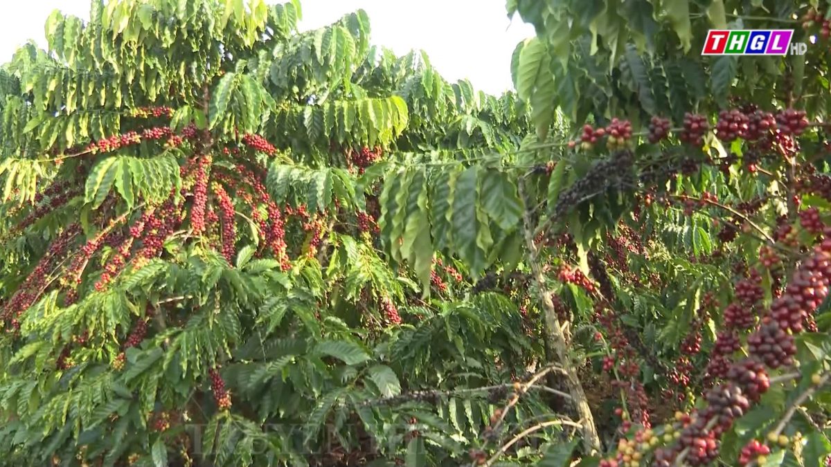 Đắk Nông: Duy trì 134.000 ha cà phê trong tái cơ cấu ngành nông nghiệp