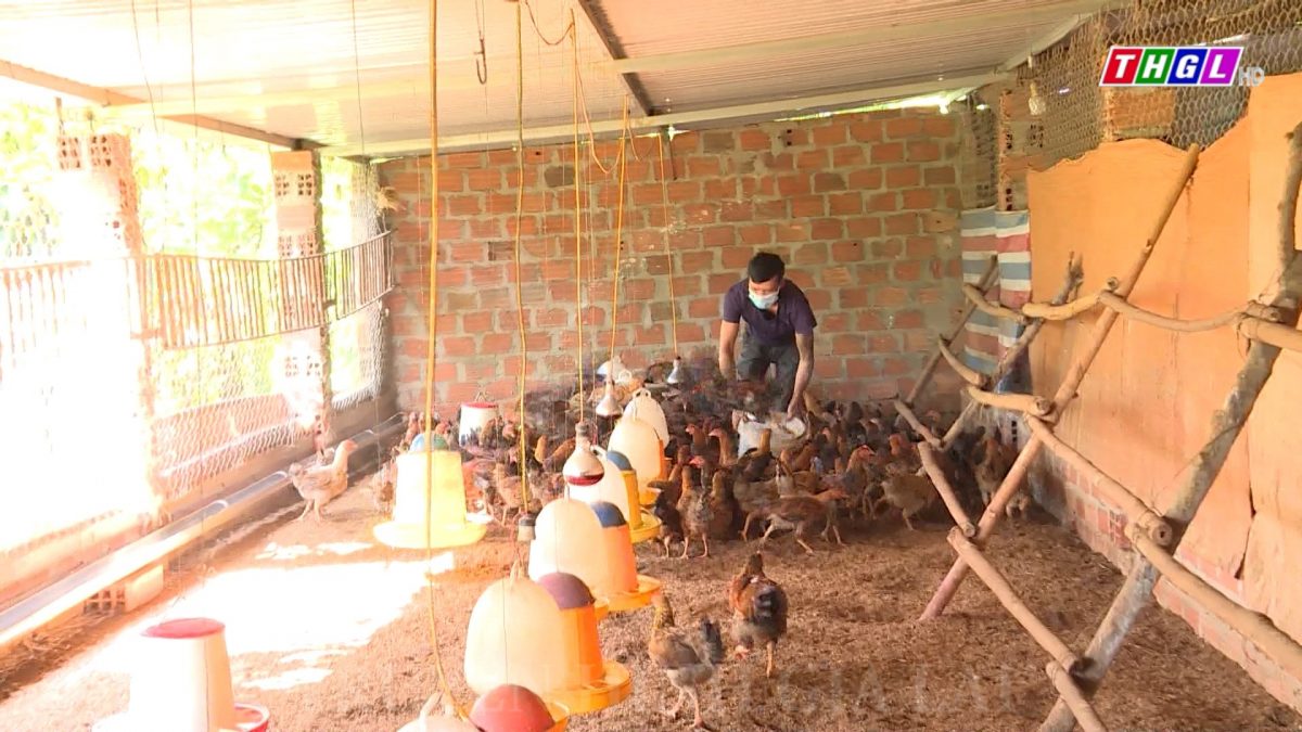 Huyện Chư Pưh: Đẩy mạnh phát triển chăn nuôi bền vững