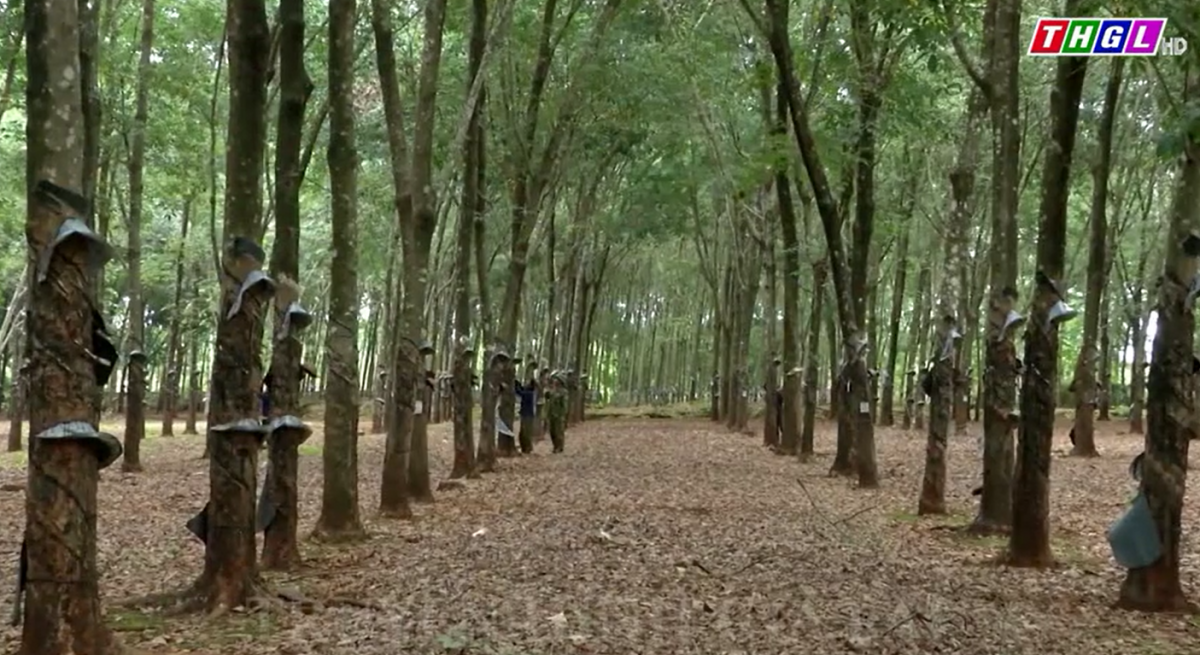 Binh đoàn 15 tập trung xây dựng đội ngũ công nhân vững mạnh