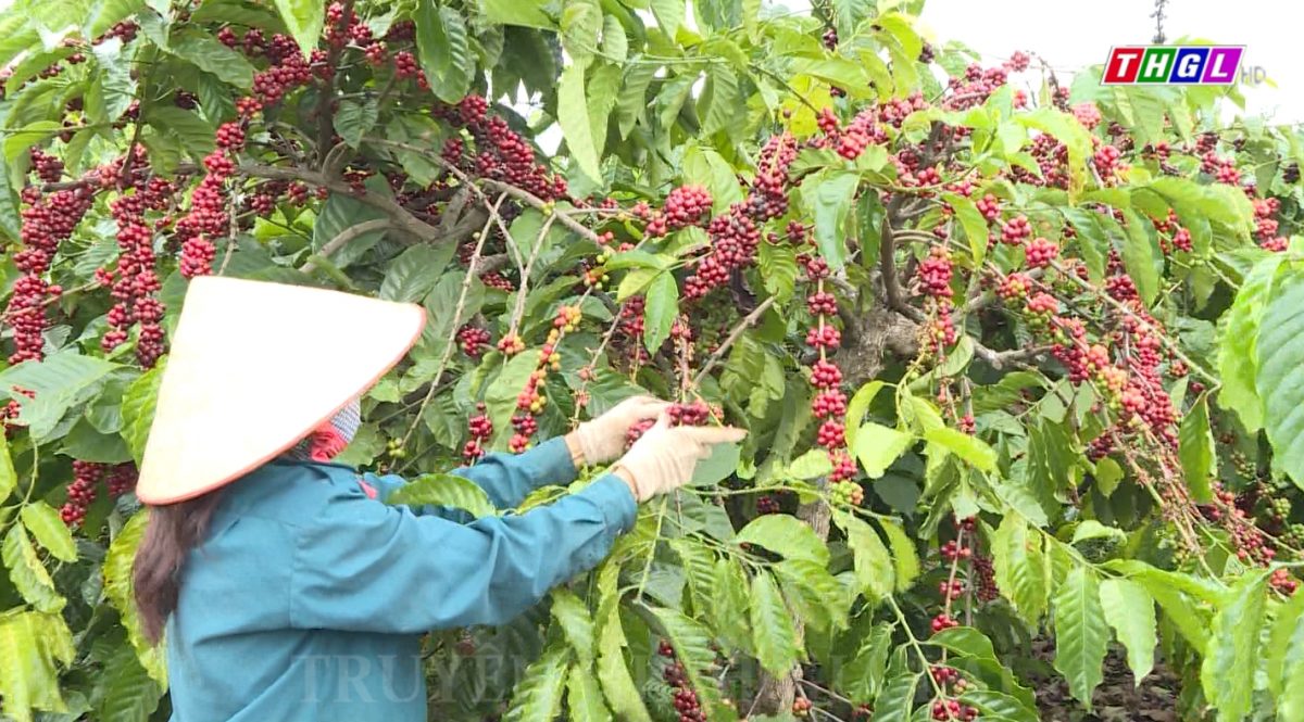 Thêm cơ hội để xây dựng thương hiệu cà phê Gia Lai