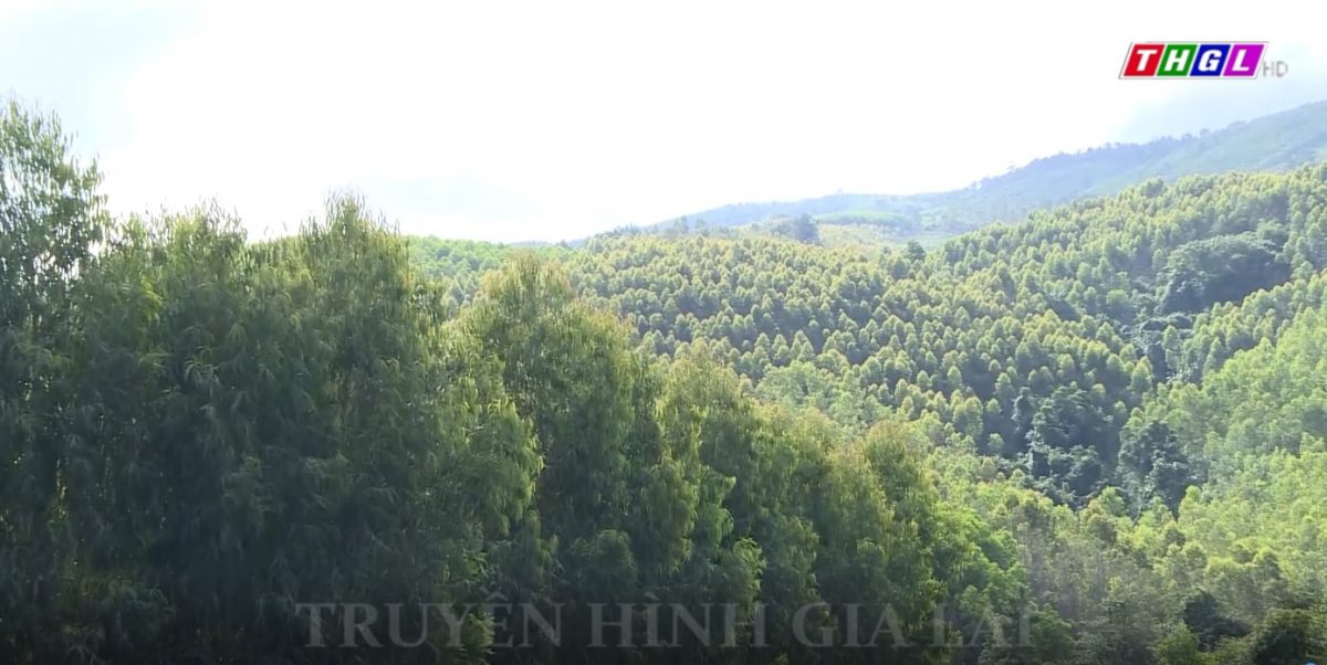 Gia Lai thúc đẩy đề án kinh doanh tín chỉ carbon rừng