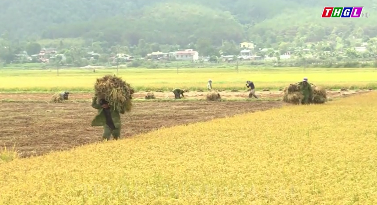 Chư Păh thu hoạch vụ lúa Đông Xuân 2022 – 2023