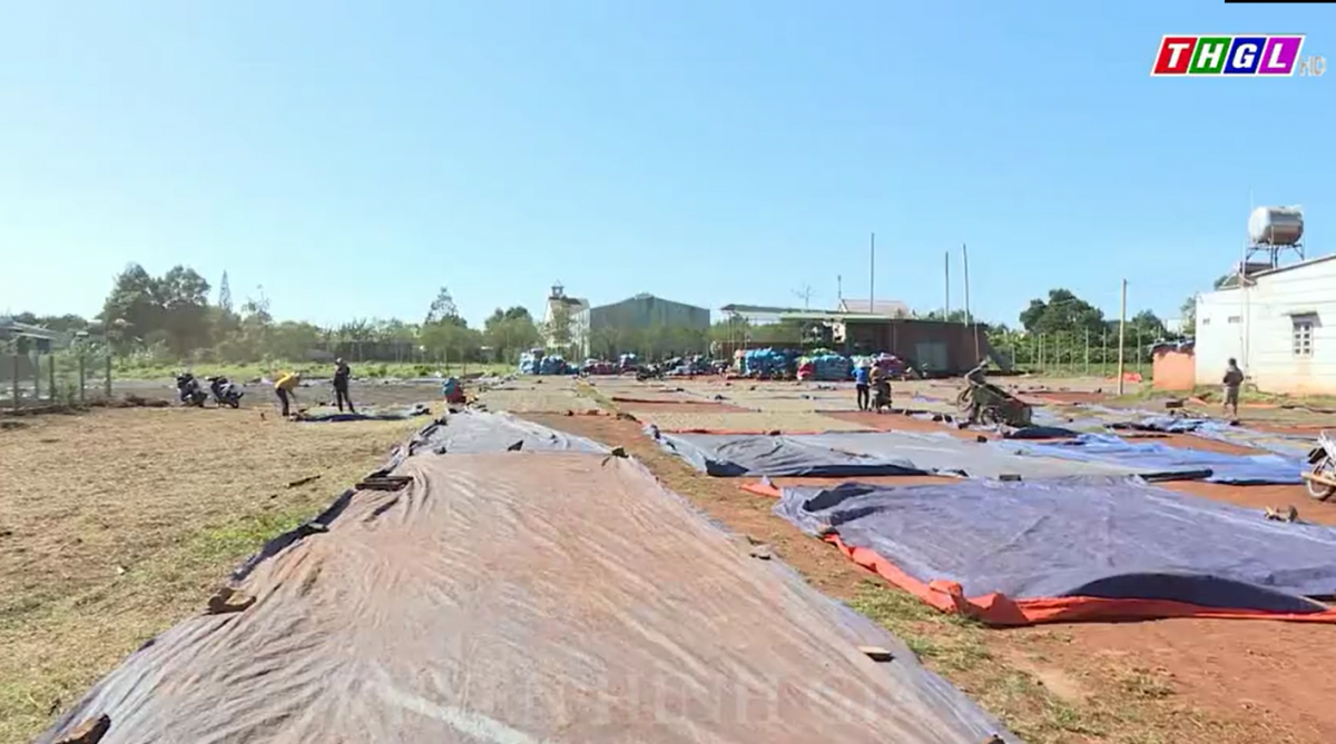 Giá cà phê tiếp đà tăng