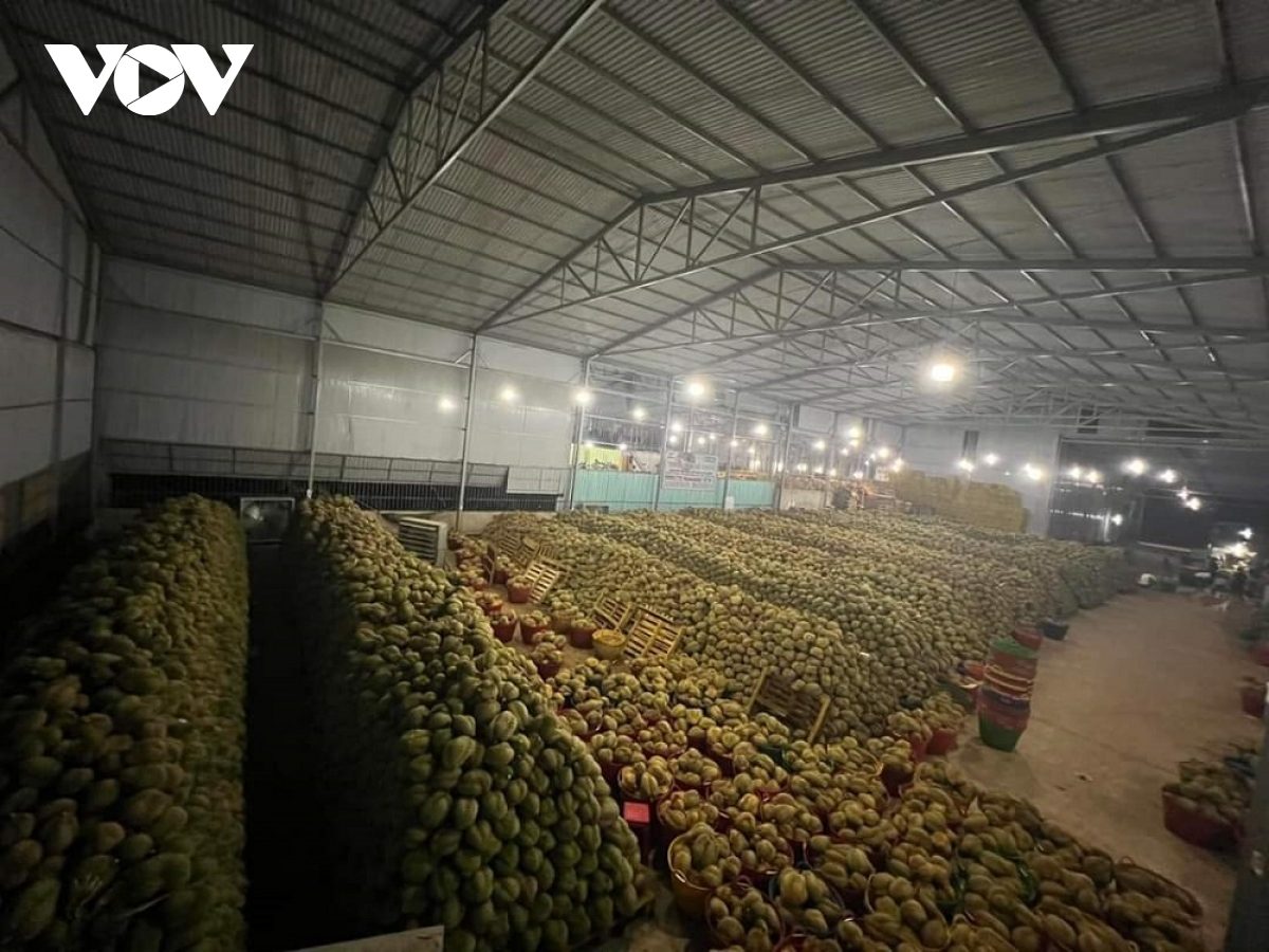 Bùng nổ sầu riêng ở Tây Nguyên: Biết người biết ta trong cuộc cạnh tranh lớn