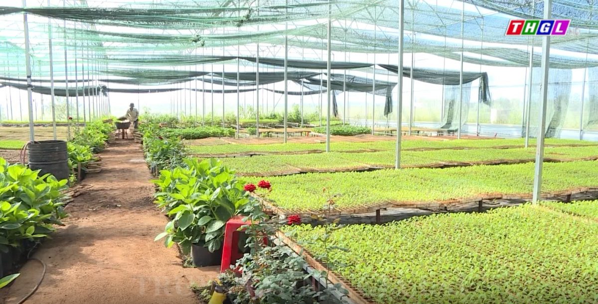 Dự án sản xuất rau an toàn trong nhà màng tăng hiệu quả sản xuất