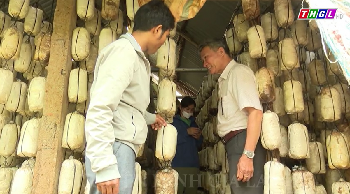 Nông dân Nguyễn Trọng Hiệp thu nhập cao từ trang trại trồng nấm