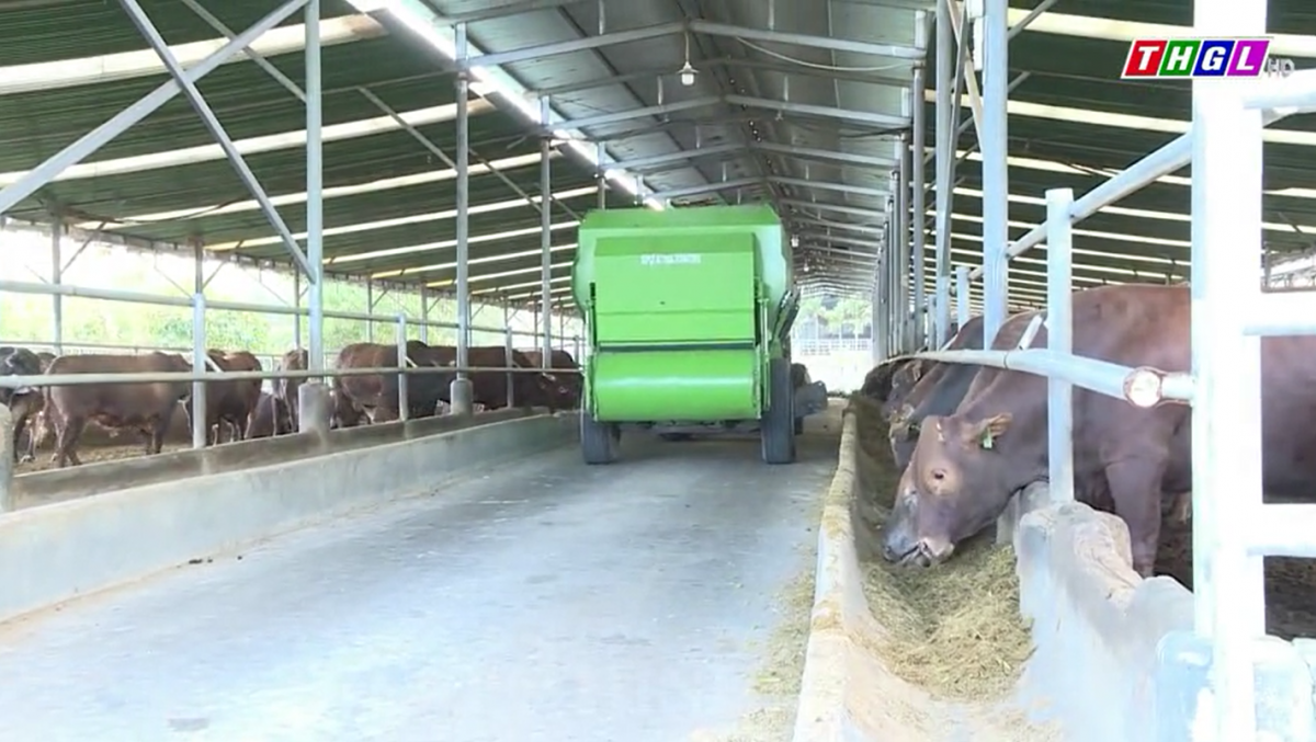 Ngành chăn nuôi Gia Lai có nhiều tiềm năng phát triển hiệu quả, bền vững