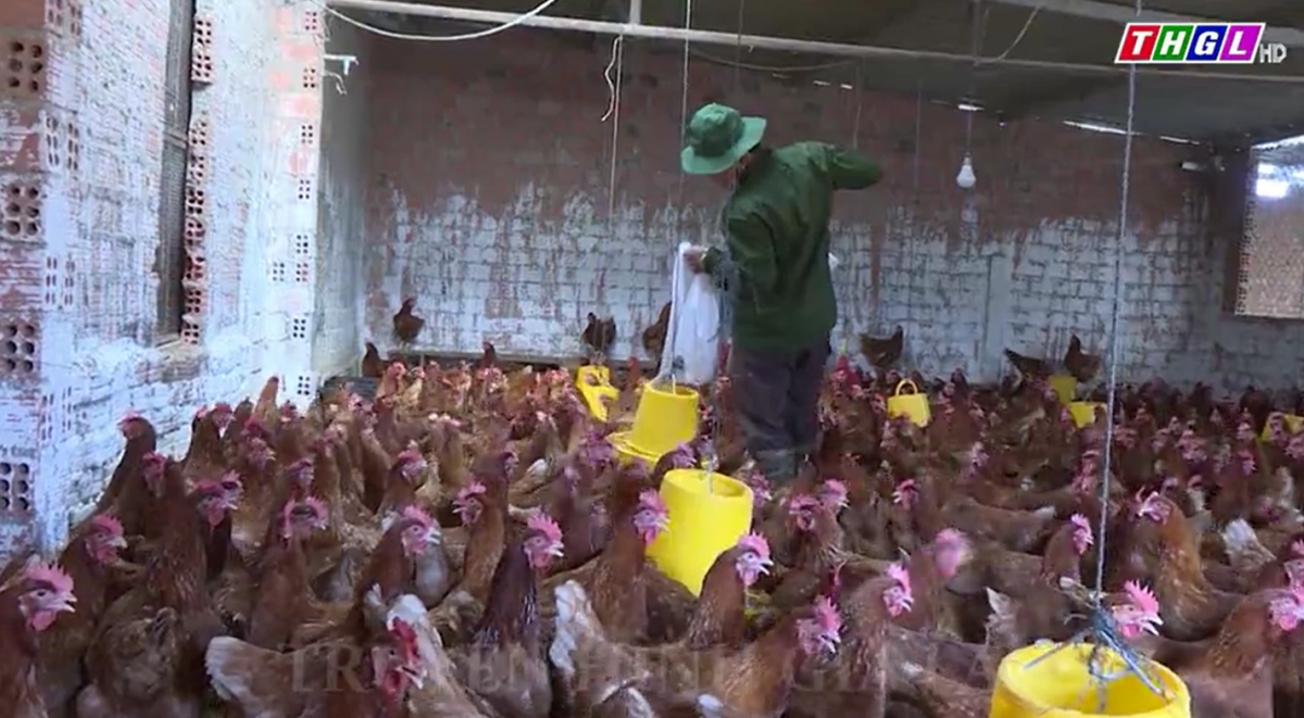 Tập trung ngăn chặn, phát hiện và xử lý nghiêm các trường hợp buôn bán, vận chuyển trái phép gia cầm, sản phẩm gia cầm qua biên giới vào Việt Nam