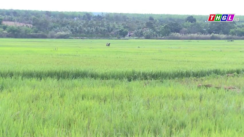 Chư Prông: Phấn đấu trên 90% diện tích lúa, rau màu, cây ăn quả… ứng dụng IPHM vào năm 2030