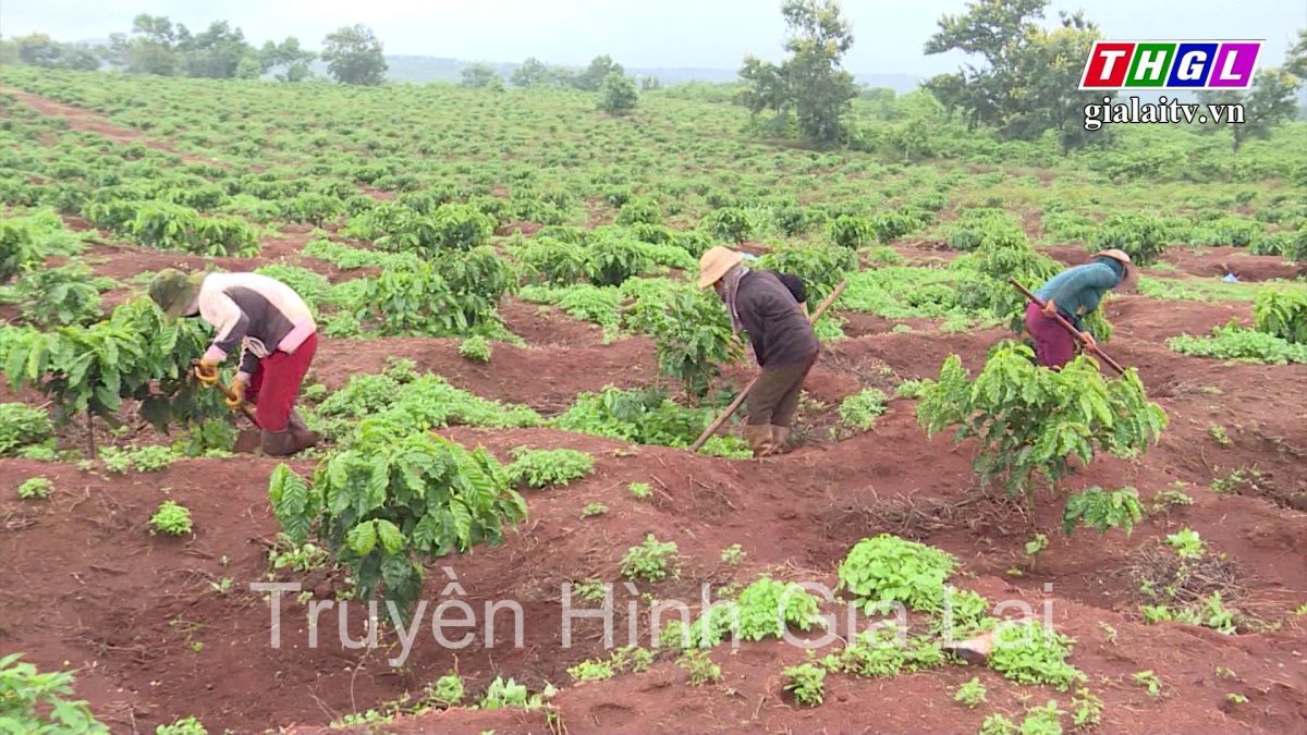 Nhiều hoạt động thiết thực hướng tới Đại hội đại biểu Hội Nông dân tỉnh Gia Lai
