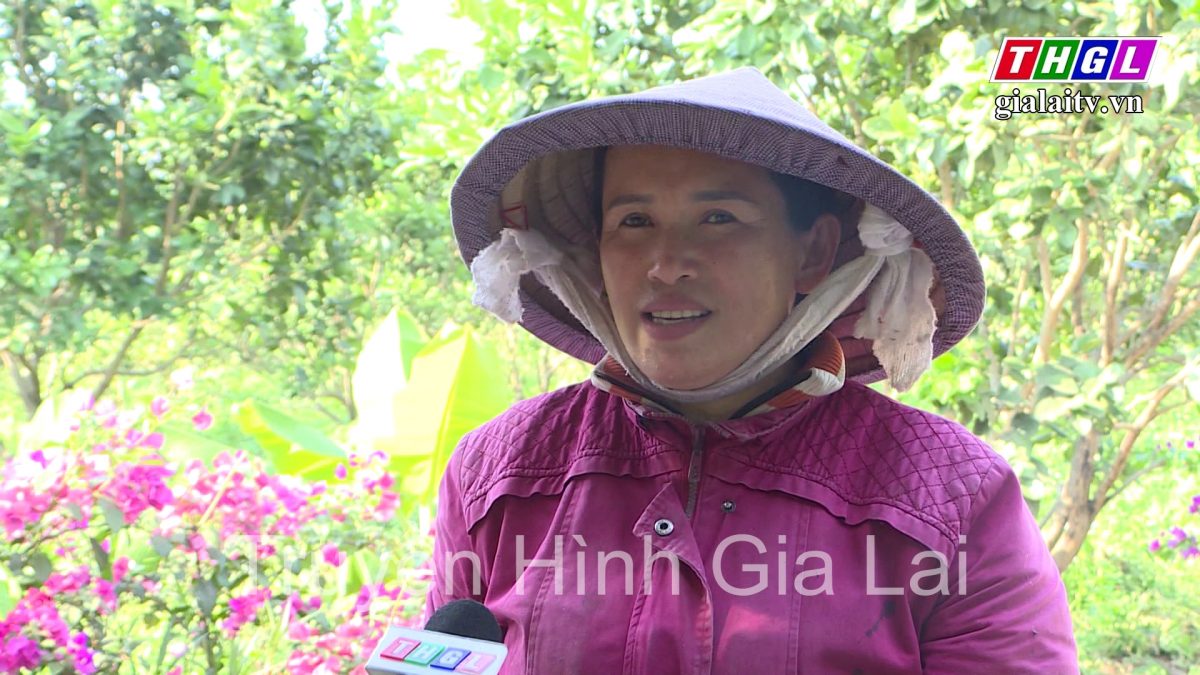 Gia đình chị Đặng Thị Xa với mô hình trồng bưởi da xanh trên vùng đất khó Kông Chro