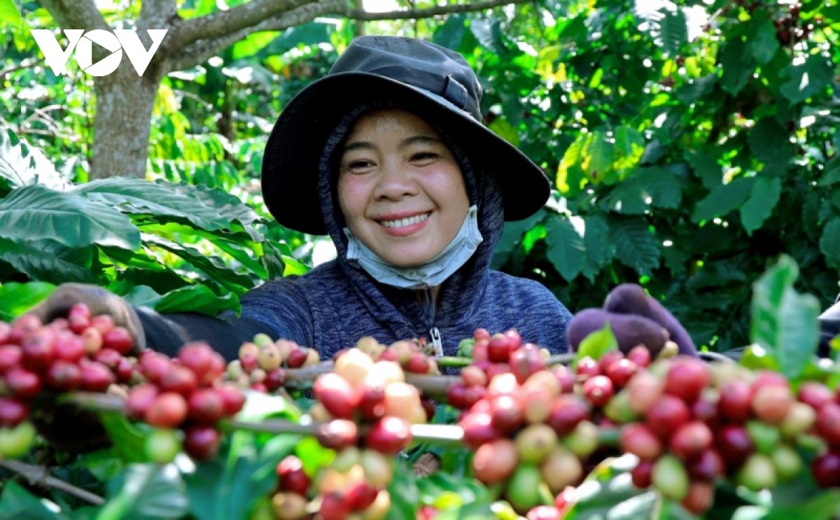 Thách thức và cơ hội từ các quy định mới của EU trong sản xuất cà phê